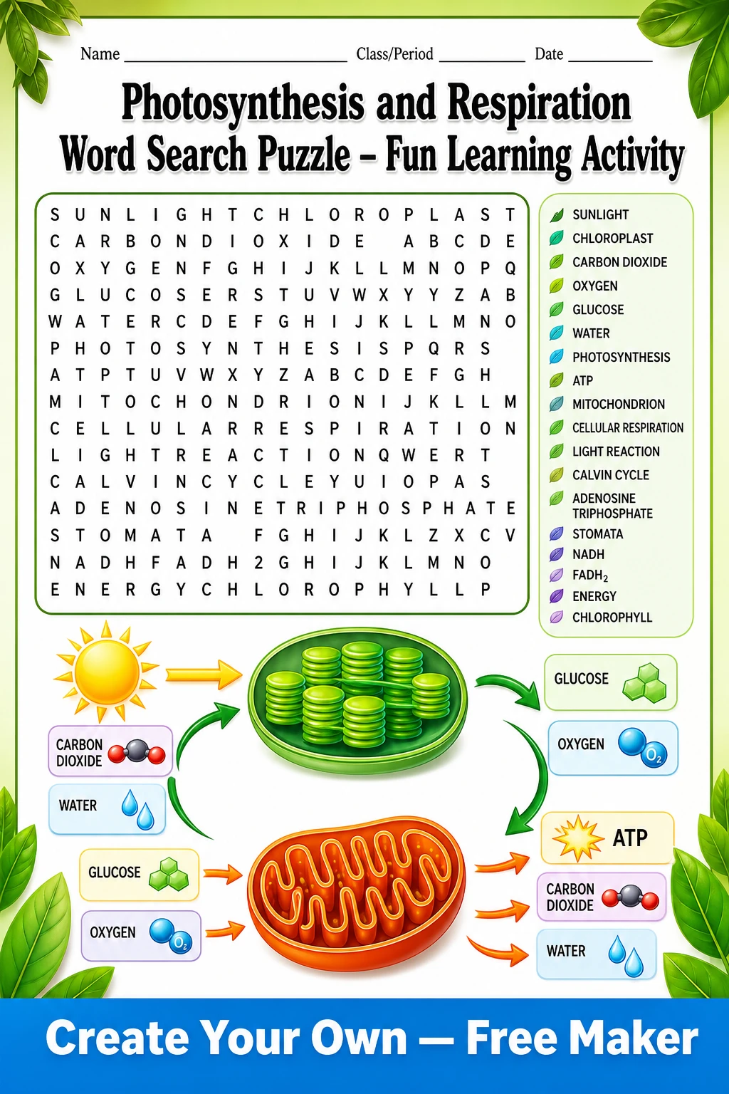 Photosynthesis and Respiration Word Search Puzzle – Fun Learning Activity